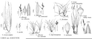 FNA23 P132 Carex novae-angliae pg 541.jpeg