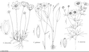 FNA21 P30 Coreopsis lanceolata.jpeg