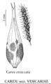 FNA23 P125 Carex elliottii pg 505.jpeg