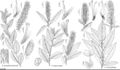 FNA7 P16 Salix pseudomonticola.jpeg
