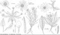 FNA21 P14 Balsamorhiza rosea.jpeg