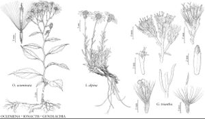FNA20 P07 Oclemena acuminata.jpeg