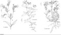 FNA5 P25 Silene latifolia.jpeg