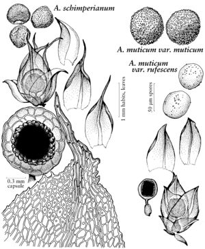 Pott Acaulon schimperianum vars muticum & ruf.jpeg