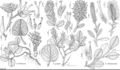 FNA7 P7 Salix herbacea.jpeg