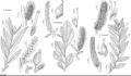 FNA7 P23a Salix sericea.jpeg