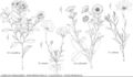 FNA19 P41 Chrysanthemoides monifera.jpeg