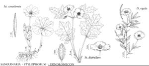 FNA03 P56 Sanguinaria Stylophorum Dendromecon pg 307.jpeg