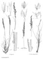 FNA24 P281 Calamagrostis pg 731.jpeg