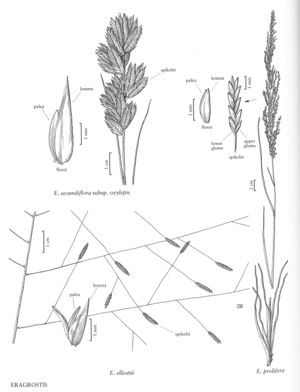 FNA25 P36 Eragrostis pg 100.jpeg