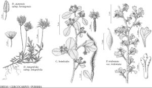 FNA9 P27 Dryas ajanensis subsp beringensis.jpeg