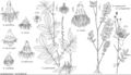 FNA9 P25 Agrimonia parviflora.jpeg