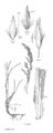 FNA24 P247 Agrostis pg 653.jpeg