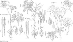 FNA5 P40 Erigonum hieracifolium.jpeg