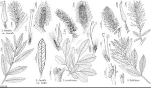 FNA7 P18 Salix humilis var humilis pg 130.jpeg