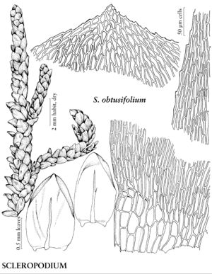 BracScleropodiumObtusifolium.jpeg