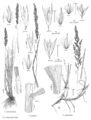 FNA24 P280 Calamagrostis pg 727.jpeg