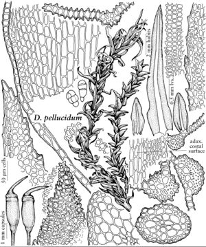 Dicr Dichodontium pellucidum.jpeg