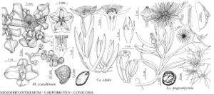 FNA4 P16 Mesembryanthemum crytallinum.jpeg