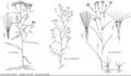 FNA20 P50 Canadanthus modestus.jpeg