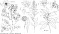 FNA17 P37 Leucophyllum frutescens.jpeg