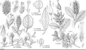 FNA7 P9 Salix ovalifolia.jpeg