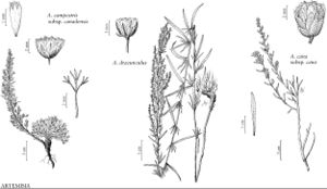 FNA19 P59 Artemisia campestris.jpeg