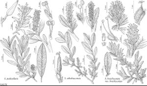 FNA7 P11 Salix pedicellaris.jpeg