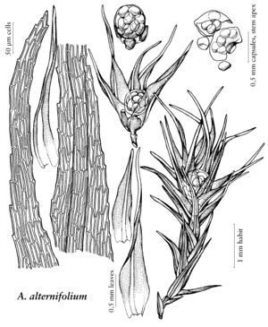 Arch Archidium alternifolium.jpeg