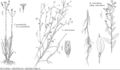 FNA20 P24 Pityopsis graminifolia.jpeg