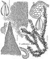 Pott Triquetrella californica.jpeg