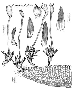 Poly Pogonatum brachyphyllum.jpeg
