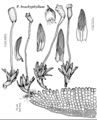 Poly Pogonatum brachyphyllum.jpeg