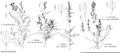FNA4 P48 Chenopodium standleyanum.jpeg