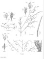 FNA25 P34 Eragrostis pg 96.jpeg