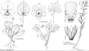 FNA6 P18 Viola rotundifolia.jpeg