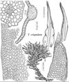 Pott Trichostomum crispulum.jpeg