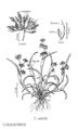 FNA24 P234A Coleanthus pg 619.jpeg