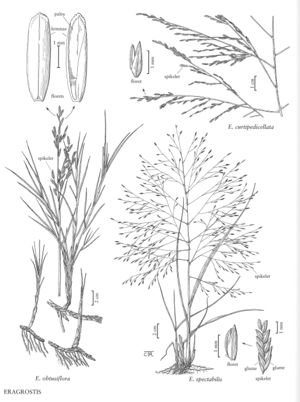 FNA25 P31 Eragrostis pg 90.jpeg