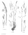 FNA24 P276 Calamagrostis pg 718.jpeg