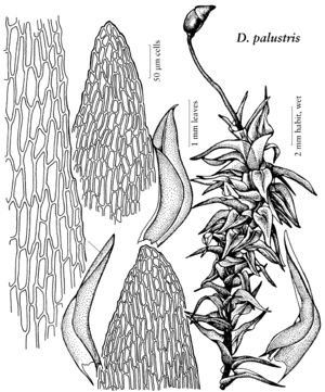 Dicr Dicranella palustris.jpeg