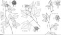 FNA9 P4 Rubus occidentalis.jpeg