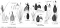 FNA23 P105 Carex serratodens pg 413.jpeg