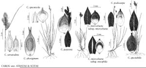 FNA23 P105 Carex serratodens pg 413.jpeg