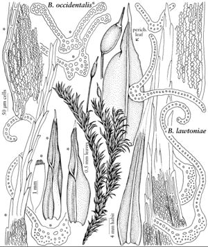 Grim Bucklandiella lawtoniae & occidentalis 2007 01 25.jpeg