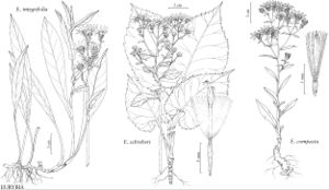 FNA20 P40 Eurybia integrifolia.jpeg