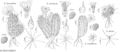 FNA4 P28 Echinocereus fasciculatus.jpeg