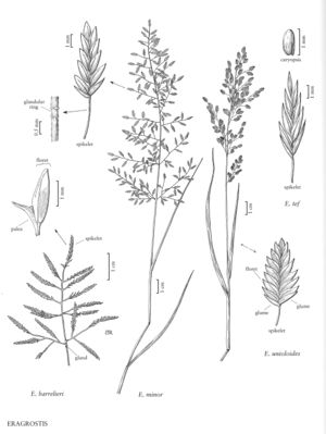 FNA25 P29 Eragrostis pg 86.jpeg