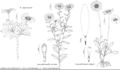 FNA19 P67 Nipponanthemum nipponicum.jpeg