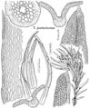 Pott Trichostomum portoricense.jpeg